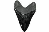 Realistic, 7.4" Carved Obsidian Megalodon Tooth - Replica - #202069-1